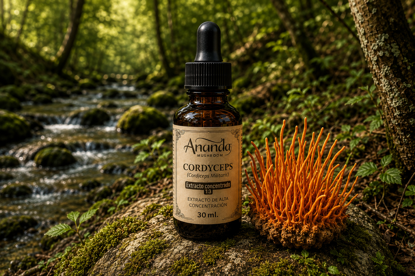 Cordyceps x 30 Ml